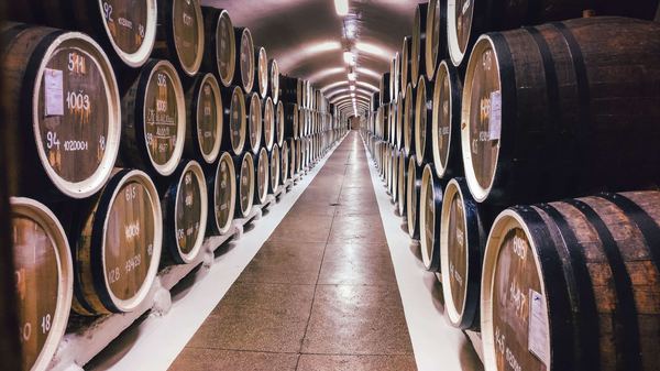 Wine barrels in cellar